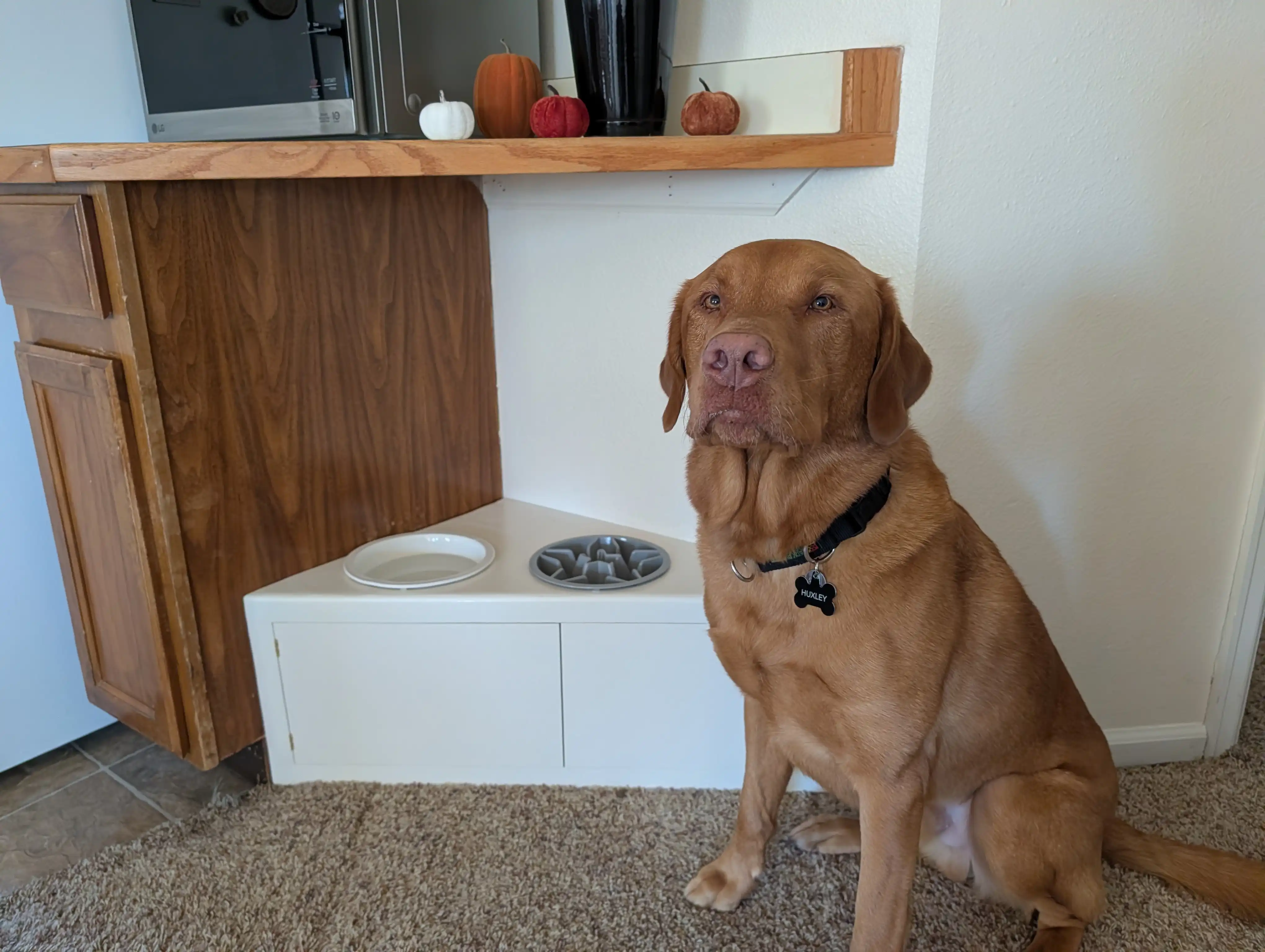 Custom built-in corner dog bowl feeder station in Fort Collins home